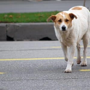 Les Chiens et la Loi Française