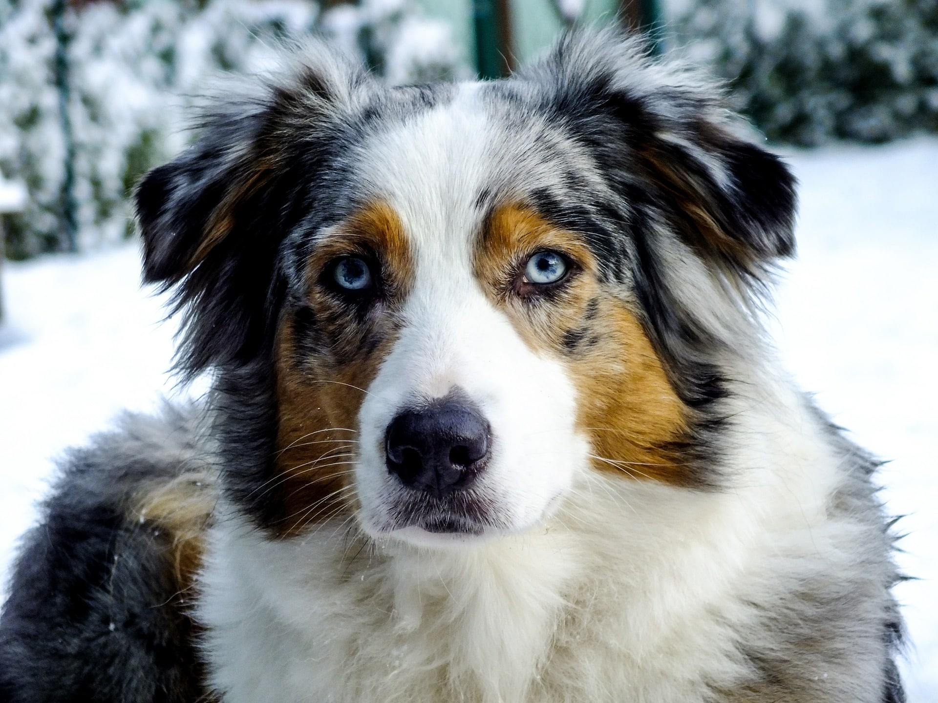 Berger Australien Chien Et Chiot Berger Australien Chien Et Chiot
