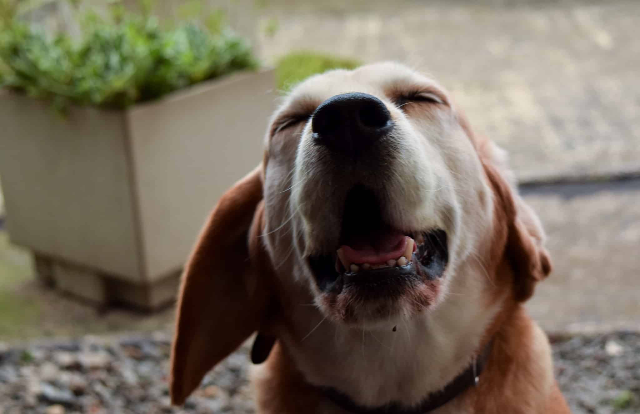 Небесная собака. Счастливая собака. Животные дышат. Органы дыхания собаки схема. Пранаяма дыхание собаки.