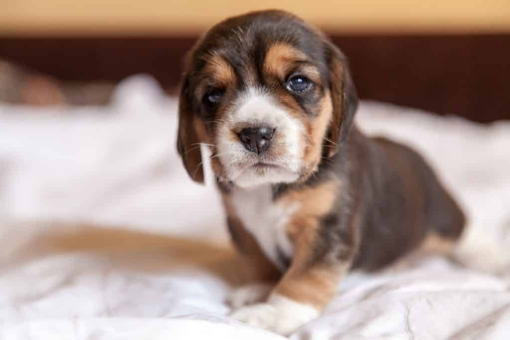 quelle est la lettre pour les chiens cette année